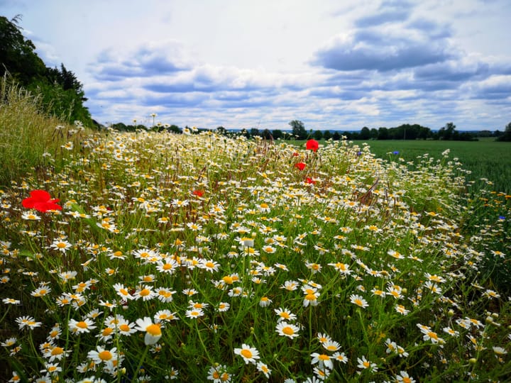 What is local government reorganisation and why should you care?