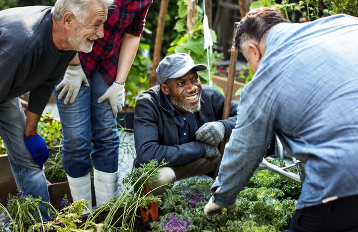 Group of older people leaning over a vegetable patch smiling and looking up at a man in a blue shirt pointing to a cabbage